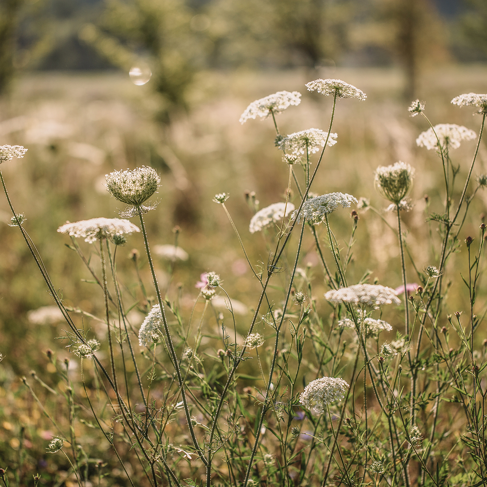 Blumenwiese