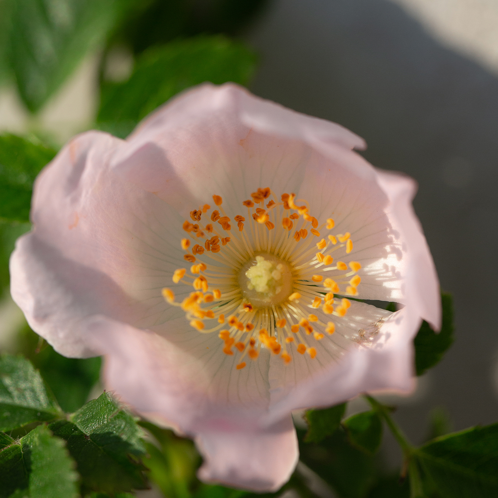 Blume