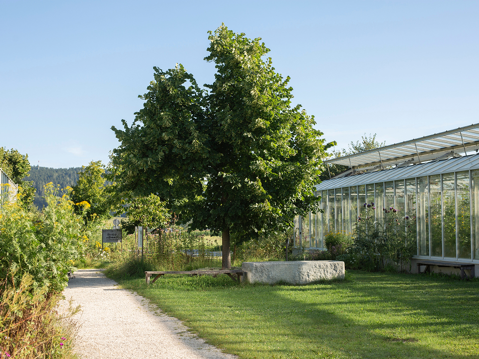 Garten mit Gewächshaus