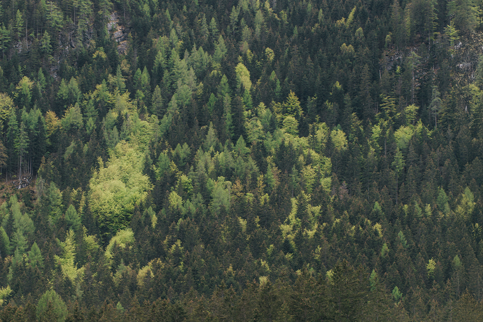 Detailansicht Wald