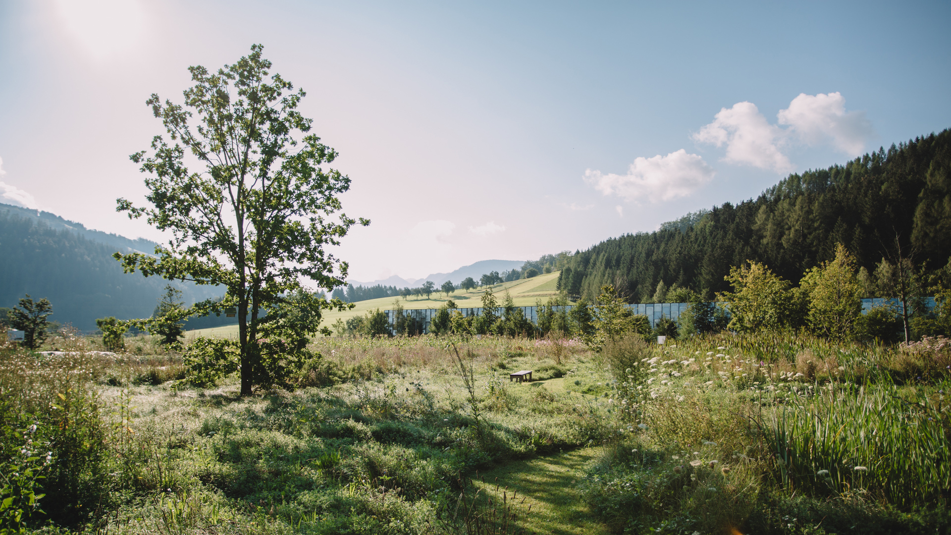 Einzelner Baum in weiter Landschaft mit Bergen im Hintergrund
