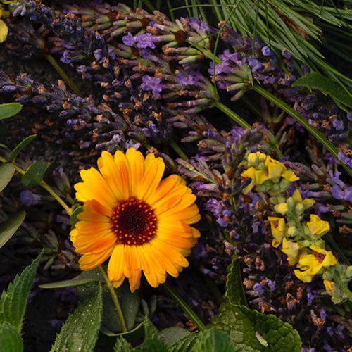 Duftende Blumen