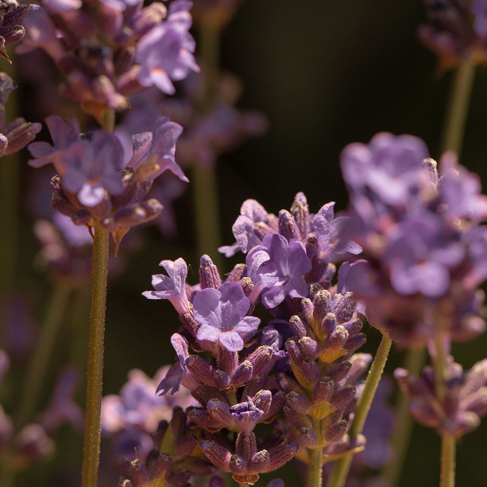 Pflanze Lavendel
