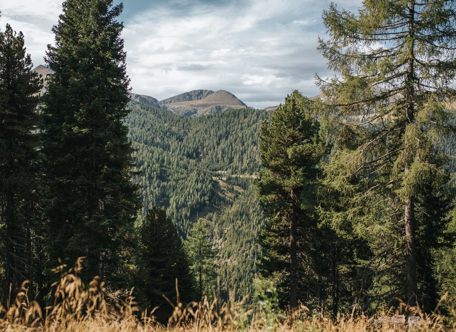 Berglandschaft, die von dichten Nadelwäldern geprägt ist
