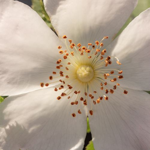 Wildrosenblüte
