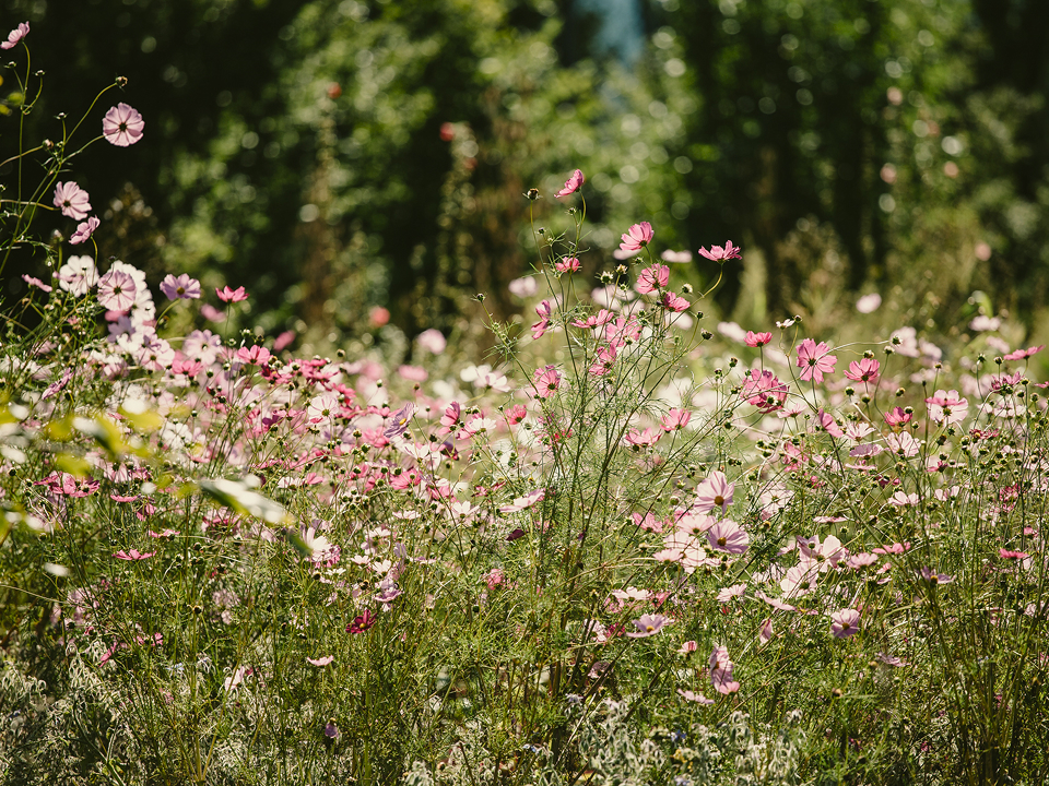 Blumenwiese