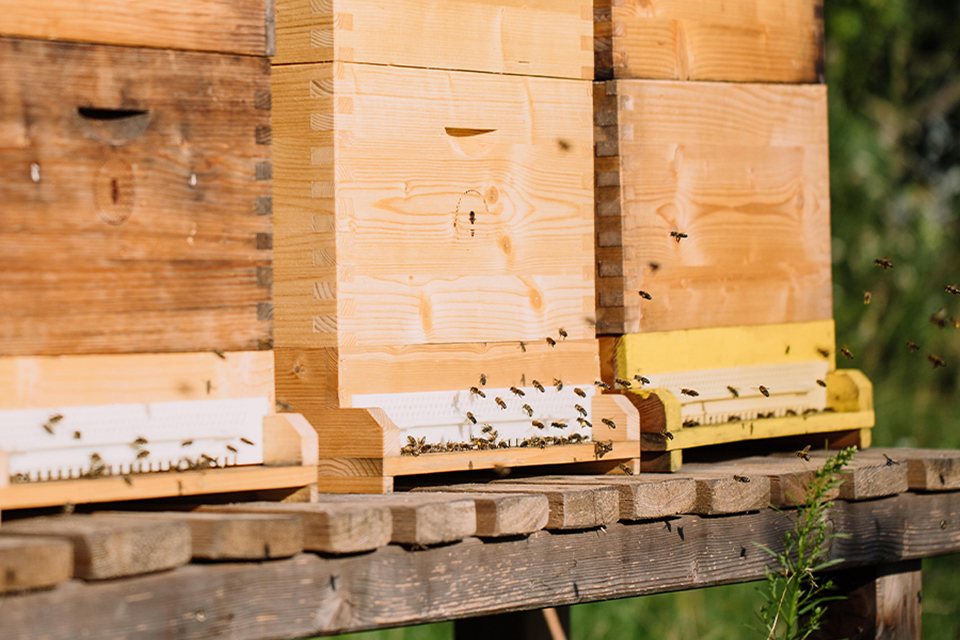Bienenstöcke in natürlicher Umgebung aufgestellt