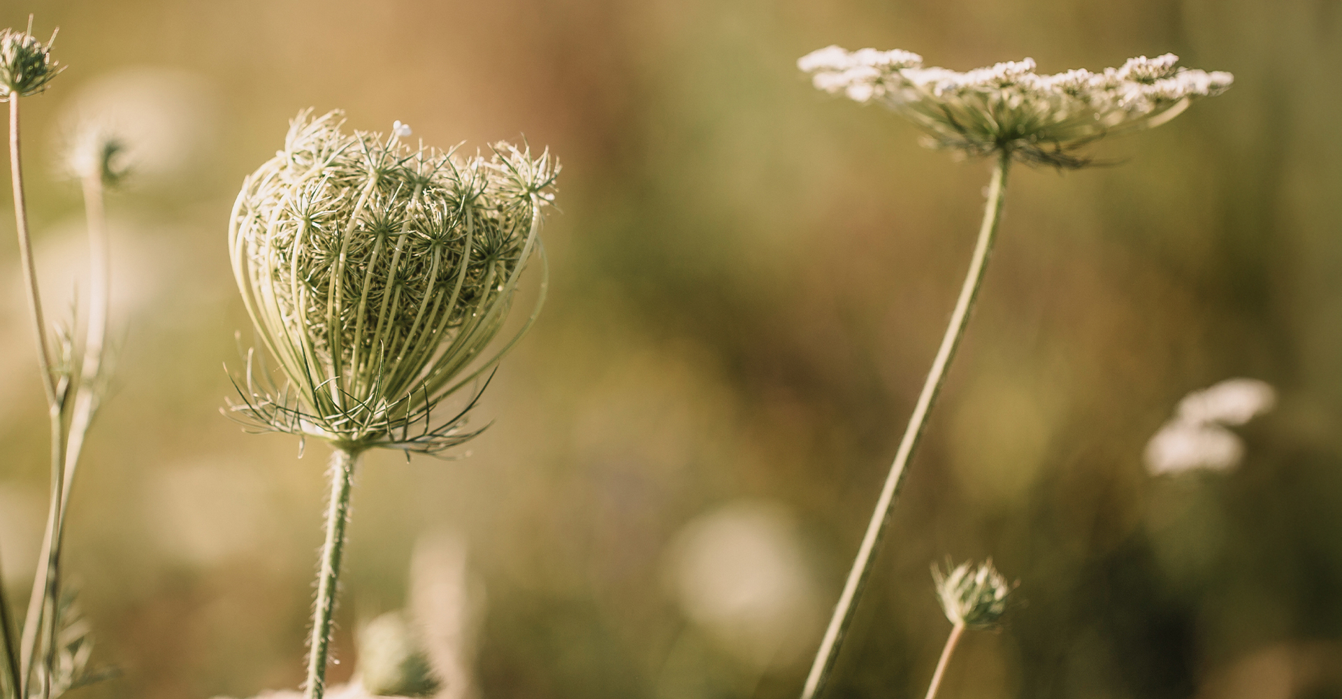 Blumenwiese