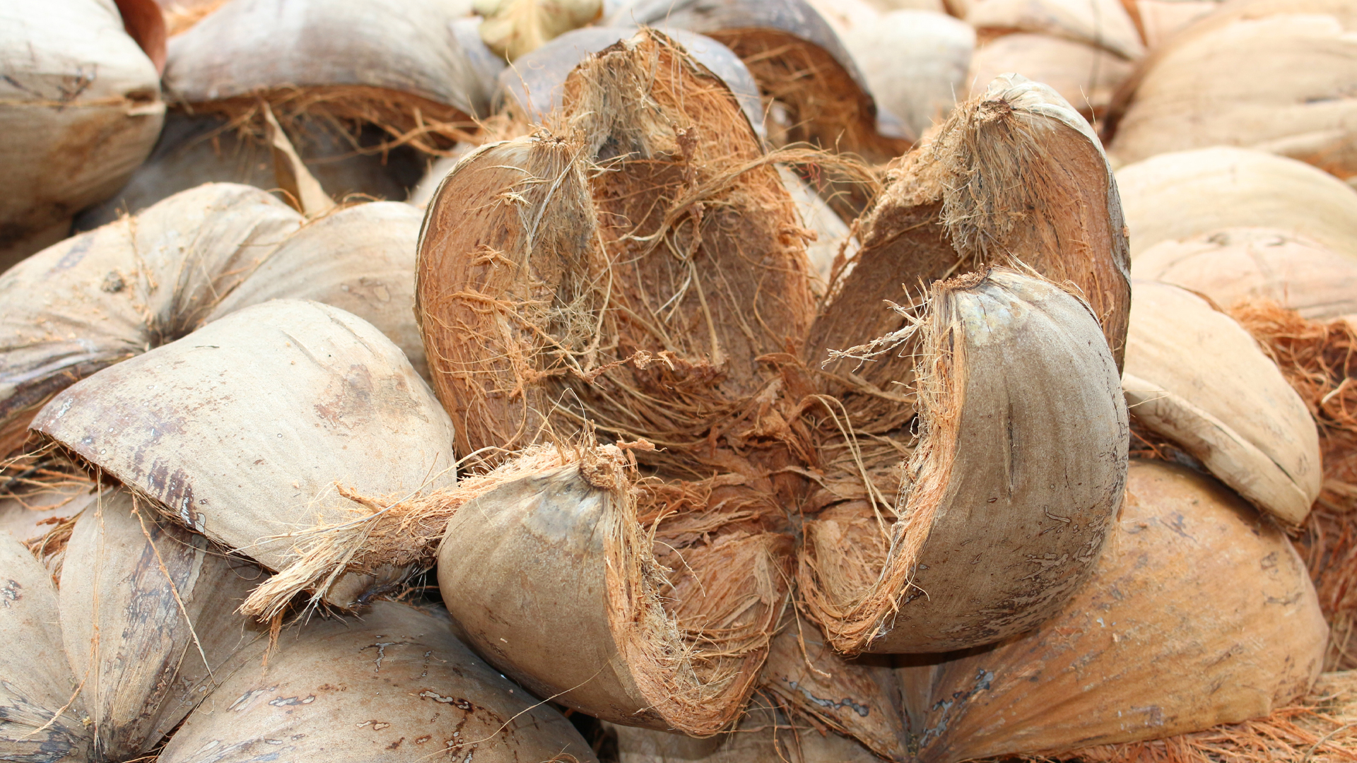 Aufgespaltene Kokosnuss auf Kokosnussresten